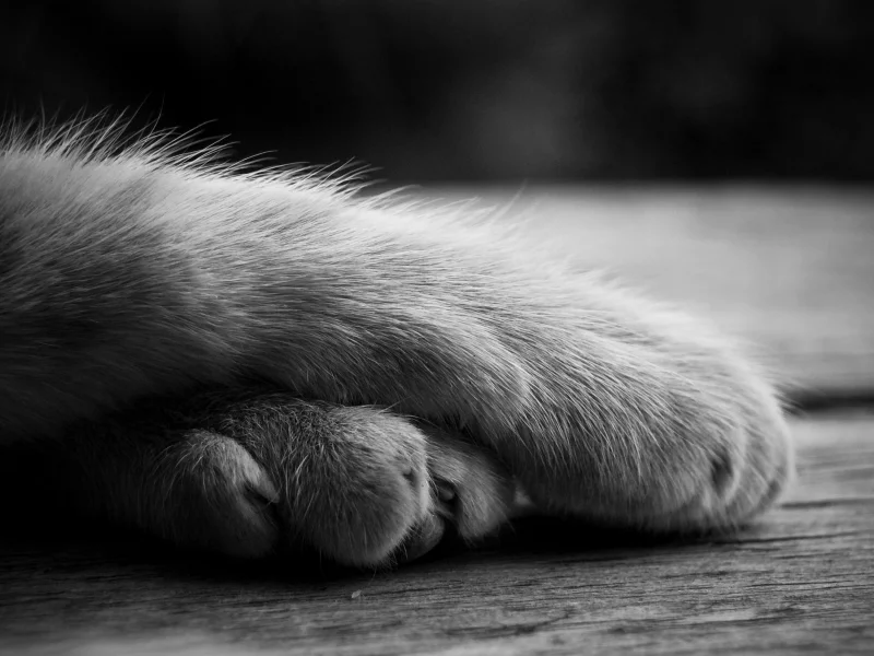 кошка, лежит, лапы