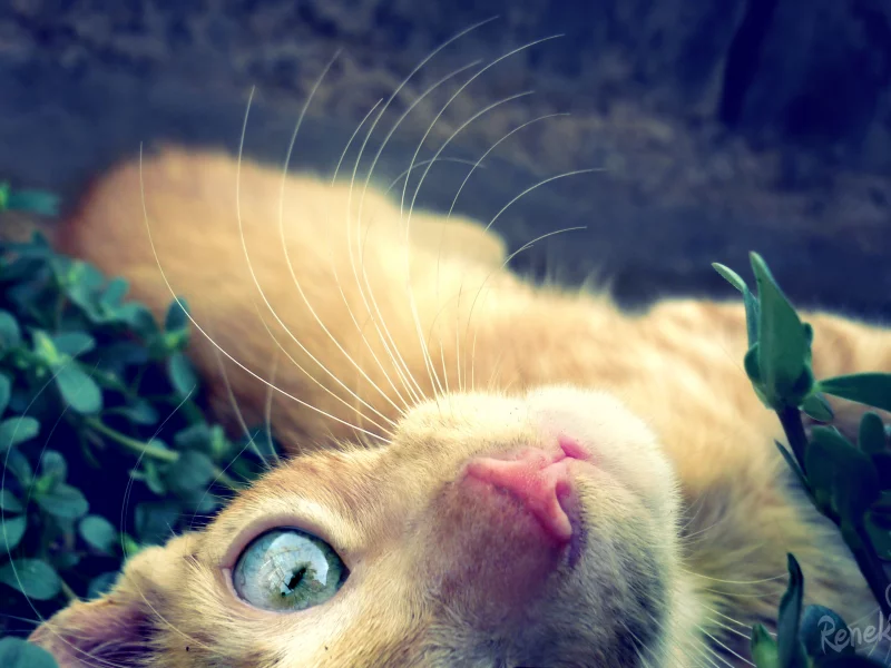 кошка, глаз, взгляд