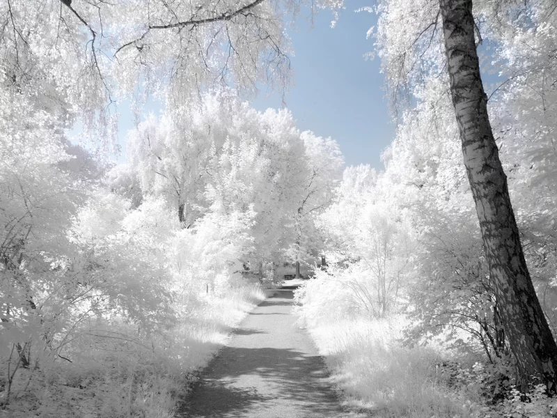 дорога, иней, зима, снег