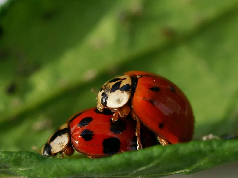 природа, божья коровка, sex