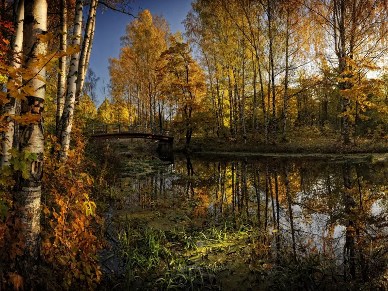 парк, красота, река, природа, мост