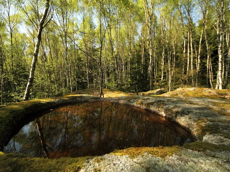 природа, деревья, лес, лето