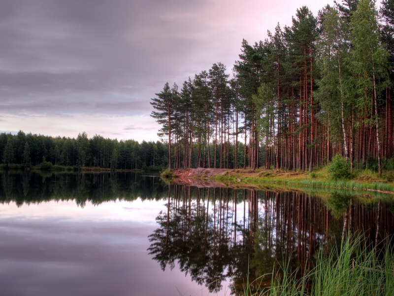 пейзаж, лес, озеро, природа