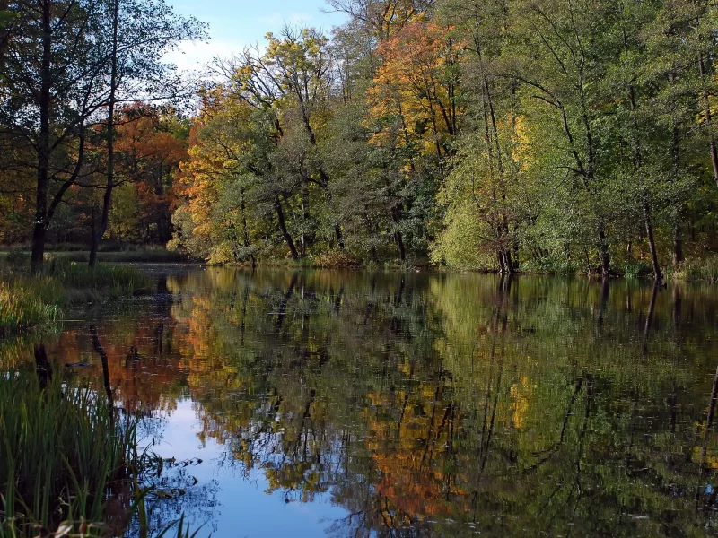 деревья, река, лес, природа