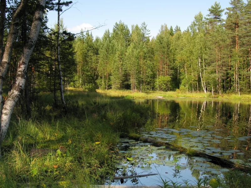 лето, пейзаж, лес, природа, озеро