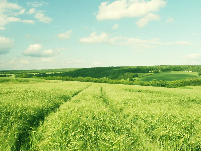 деревья, nature, 2560x1600, зелень, пейзаж, поле, небо, greenery, hill, trees, landscape, облака, природа, clouds, sky