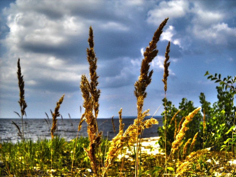 берег моря, облака, море, hdr, макро, колоски