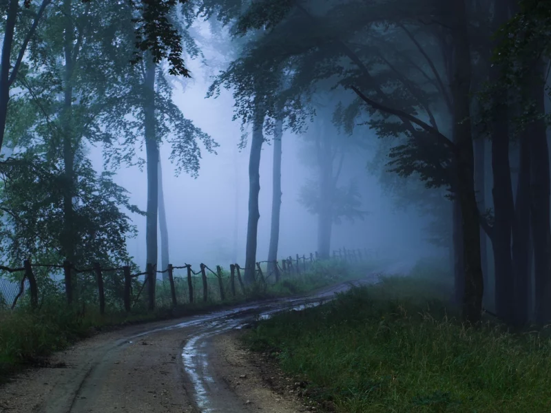 пейзаж, туман, дорога, природа, лес