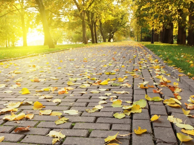 осень, яркий, опадающая, свет, листва, autumn leafs