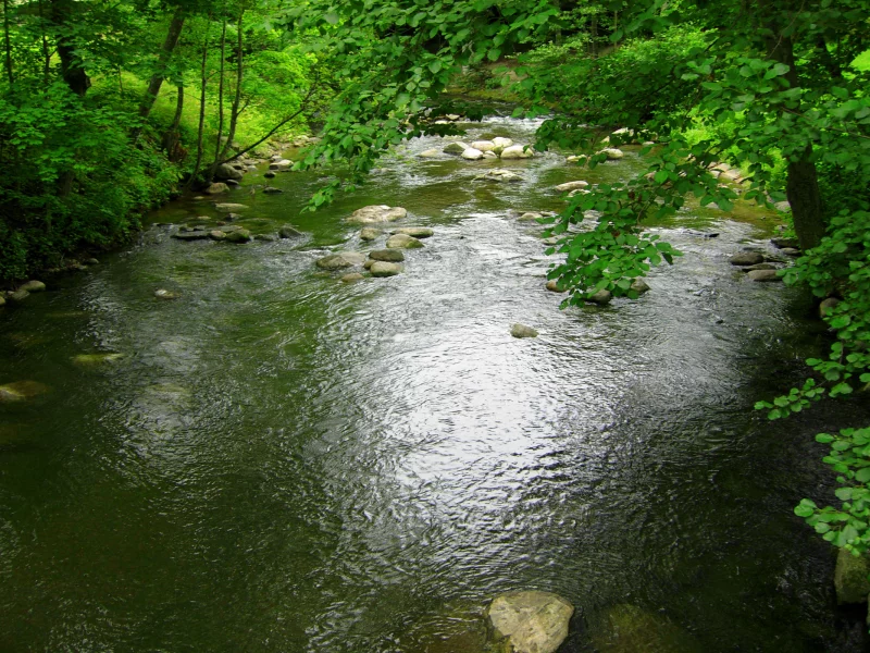 камни, деревья, река, зелень, лес