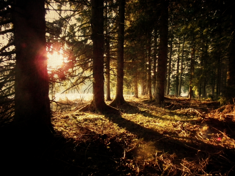 magic, forest, coniferous