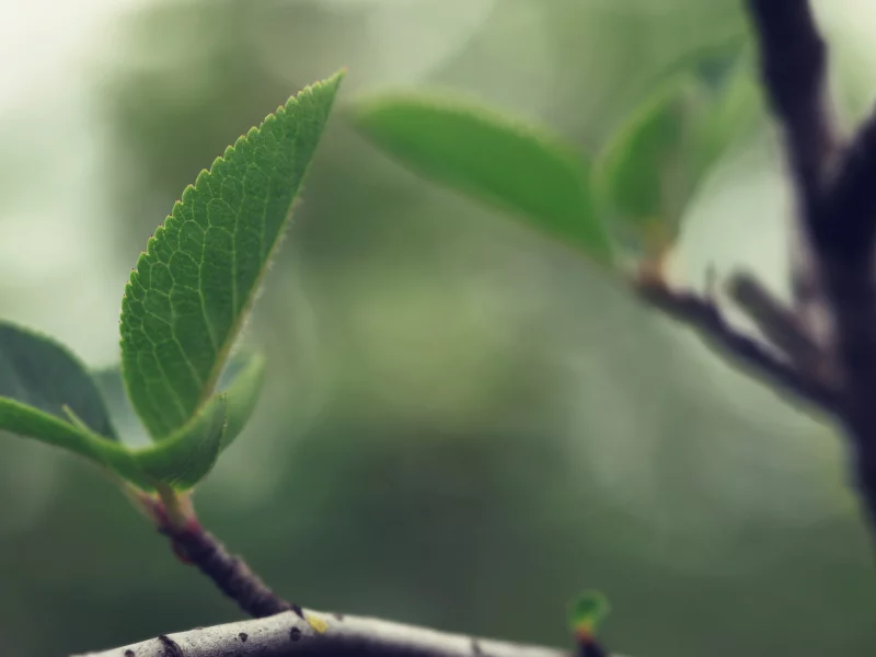 wood wallpapers, листки, древесина, дерево, листья, листва, листик, ветка, листок, ветки