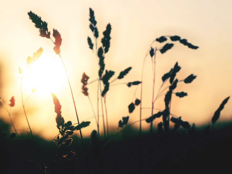 Закат, Красиво, злаки, солнце, Cereals In Sunset