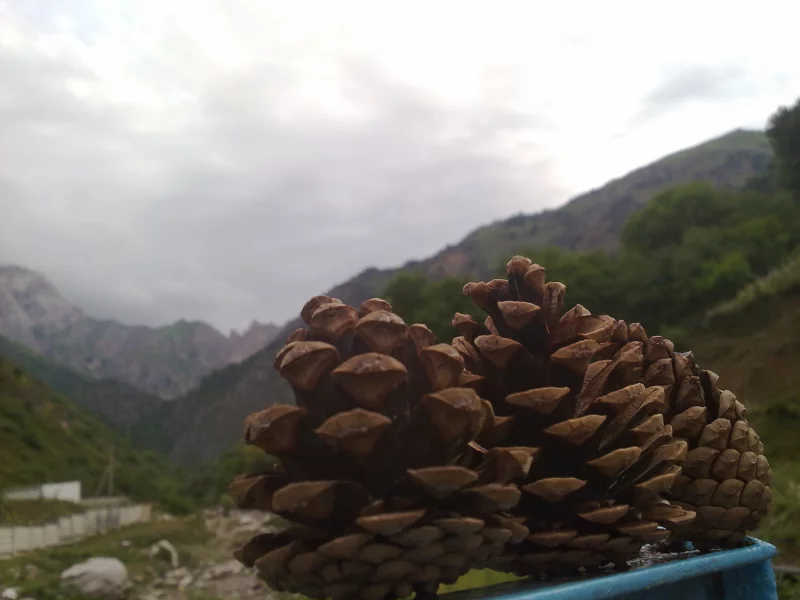 cool, mauntain, nature