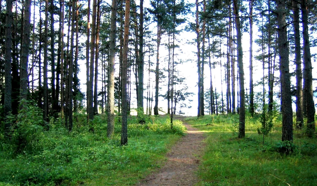 Лес, тропа