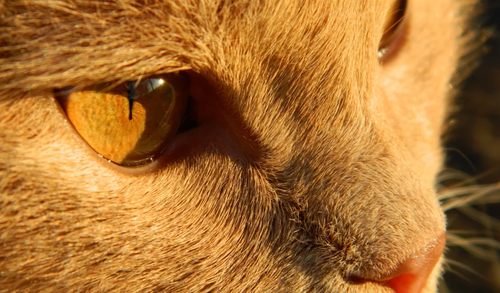 шерсть, кот, глаза, рыжий, нос