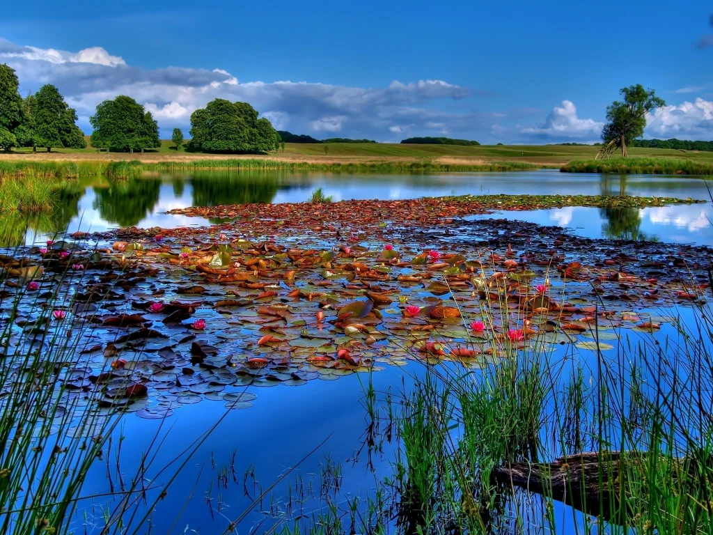 водоем, кувшинки