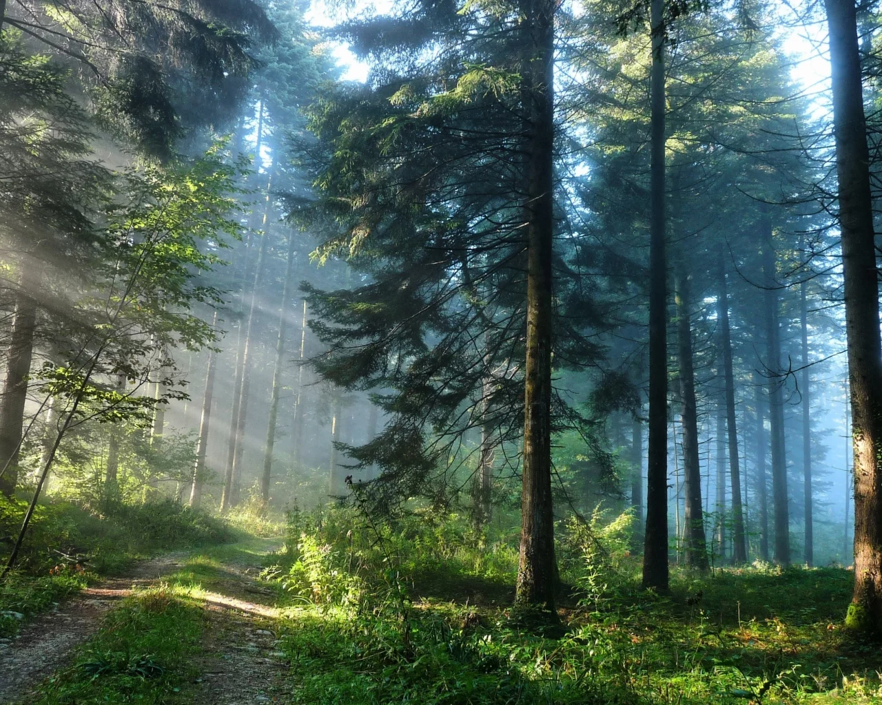 зелень, природа, лес, деревья