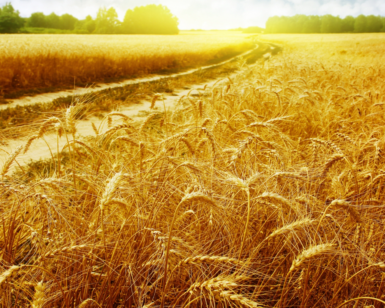 пейзажи, золотые, солнце, поле, лучи, пшеница, дорога, колоски