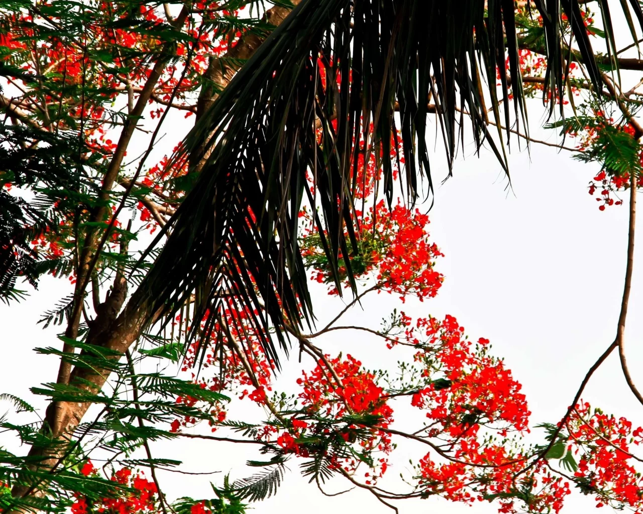 red, nature
