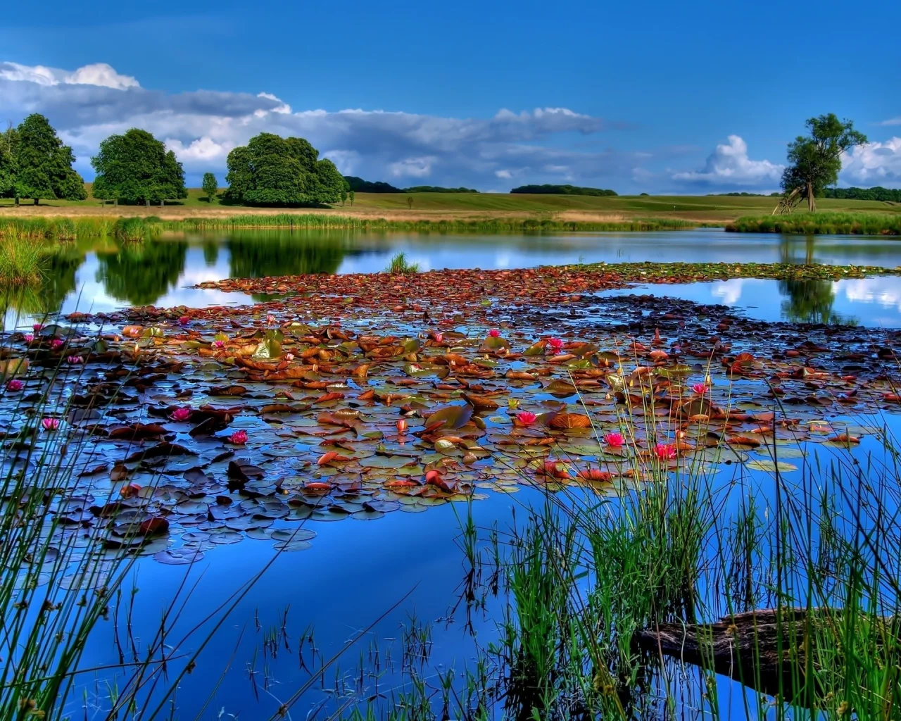 водоем, кувшинки