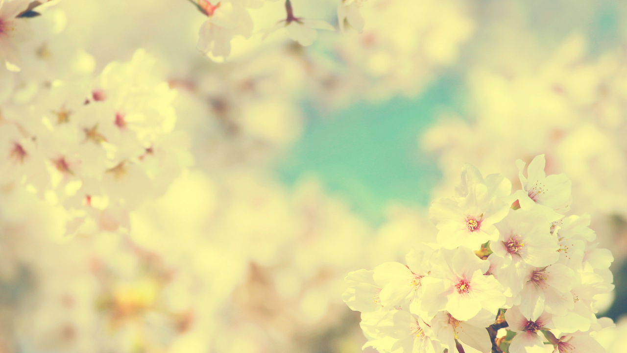 вишня, весна, цветки, сакура