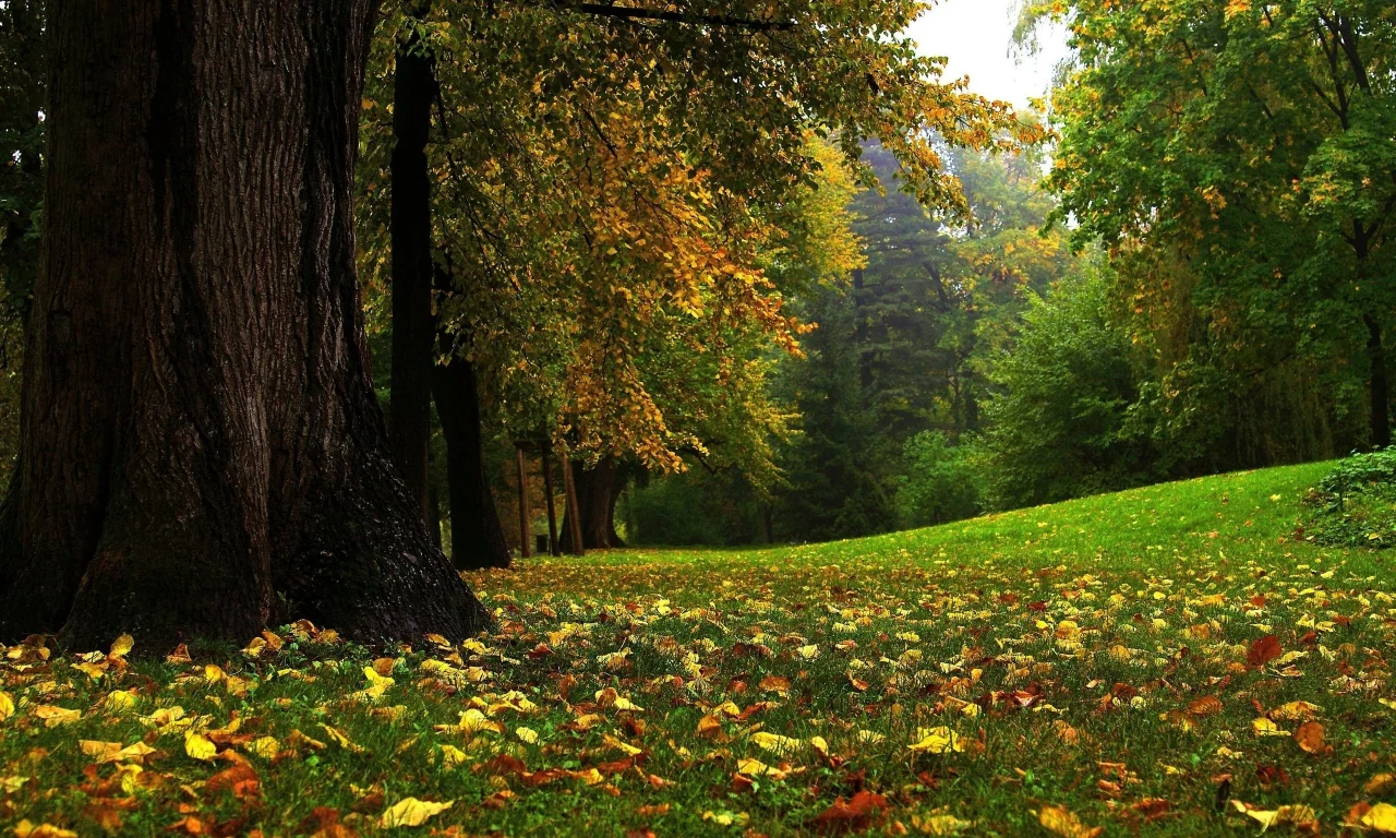 трава, деревья, лес, листья
