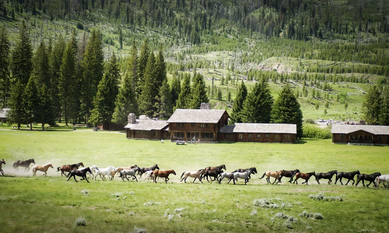 пейзаж, природа, кони