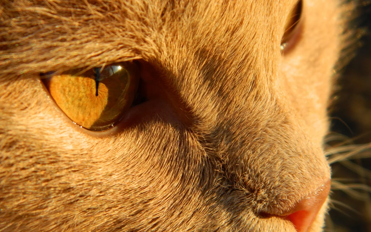 шерсть, кот, глаза, рыжий, нос