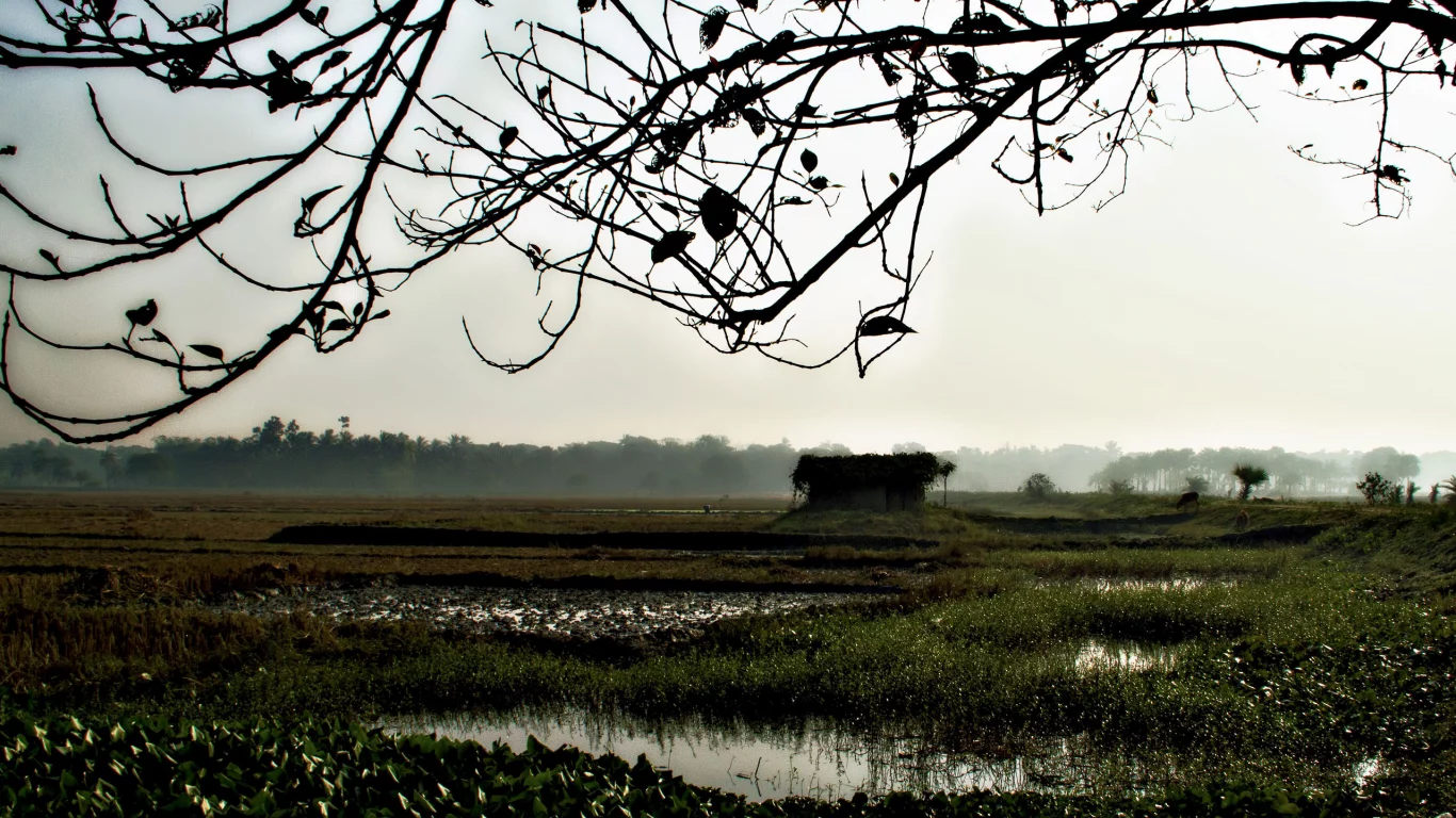 mist, fog, morning