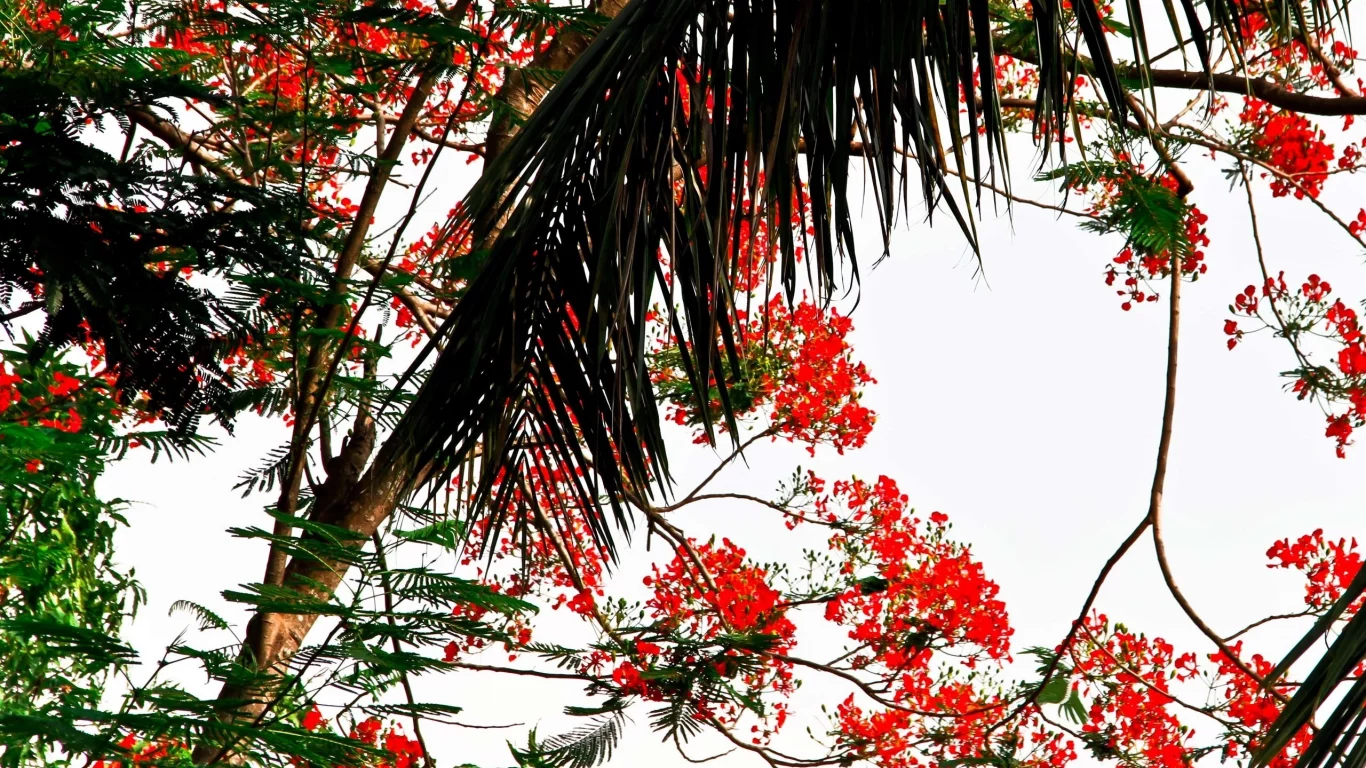red, nature