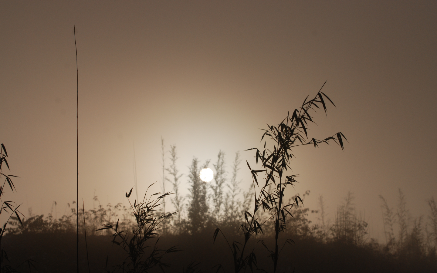 туман, трава, солнце, диск