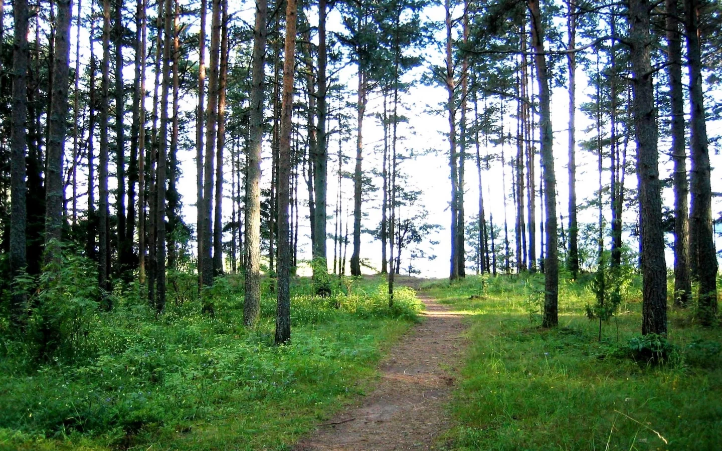 Лес, тропа