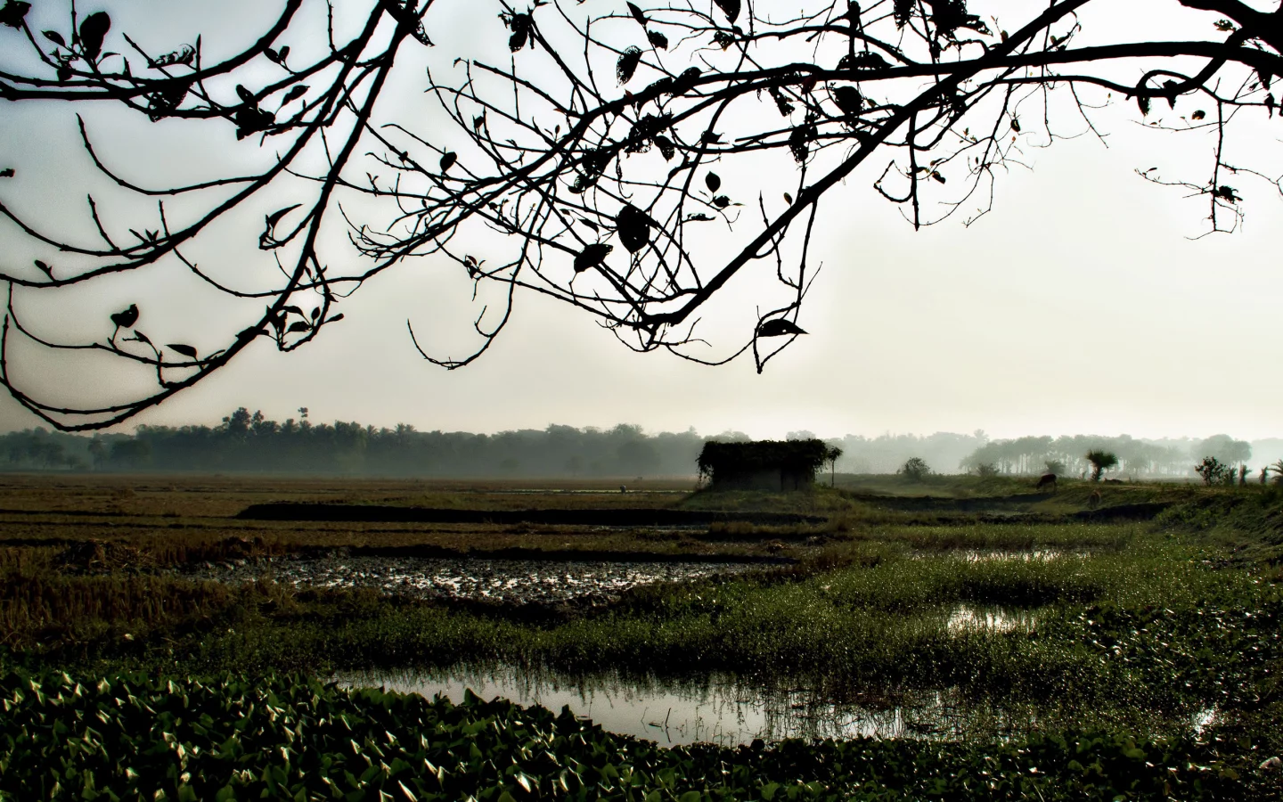 mist, fog, morning