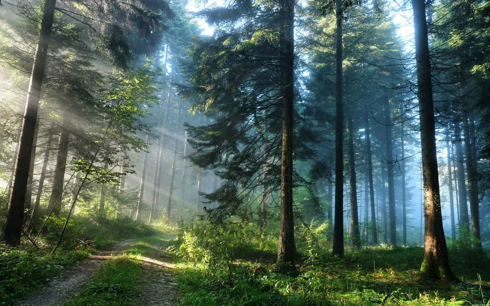 зелень, природа, лес, деревья