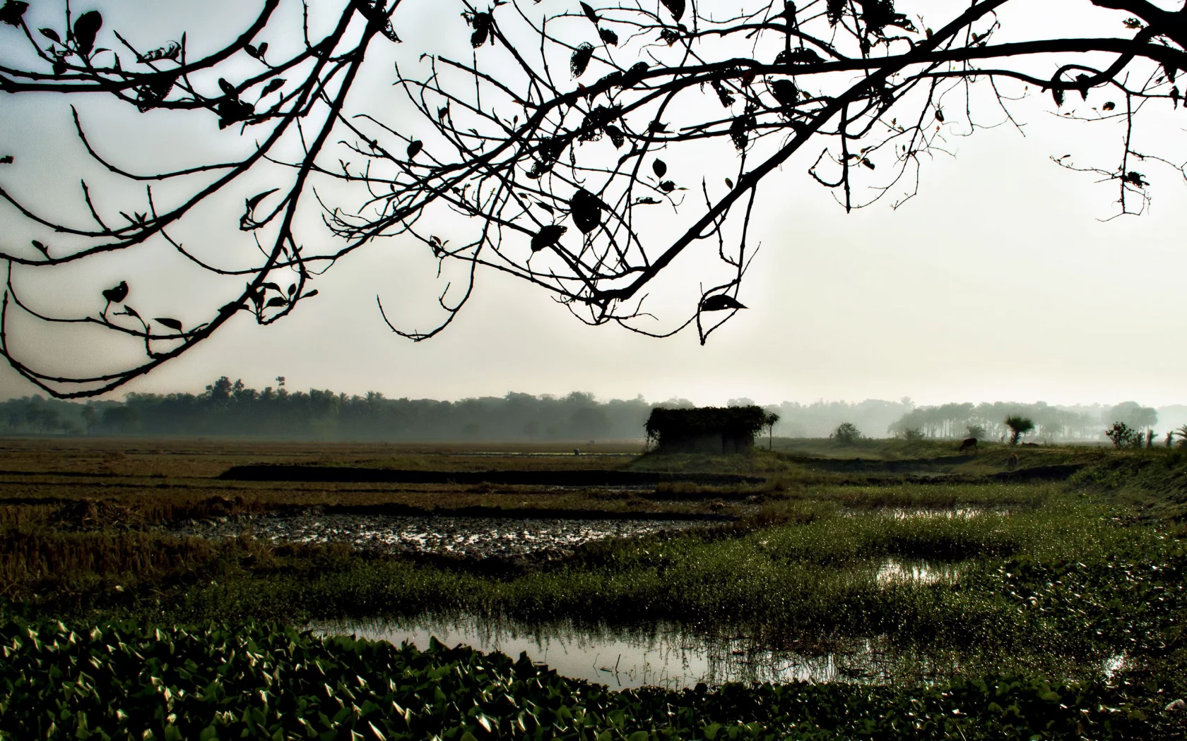 mist, fog, morning