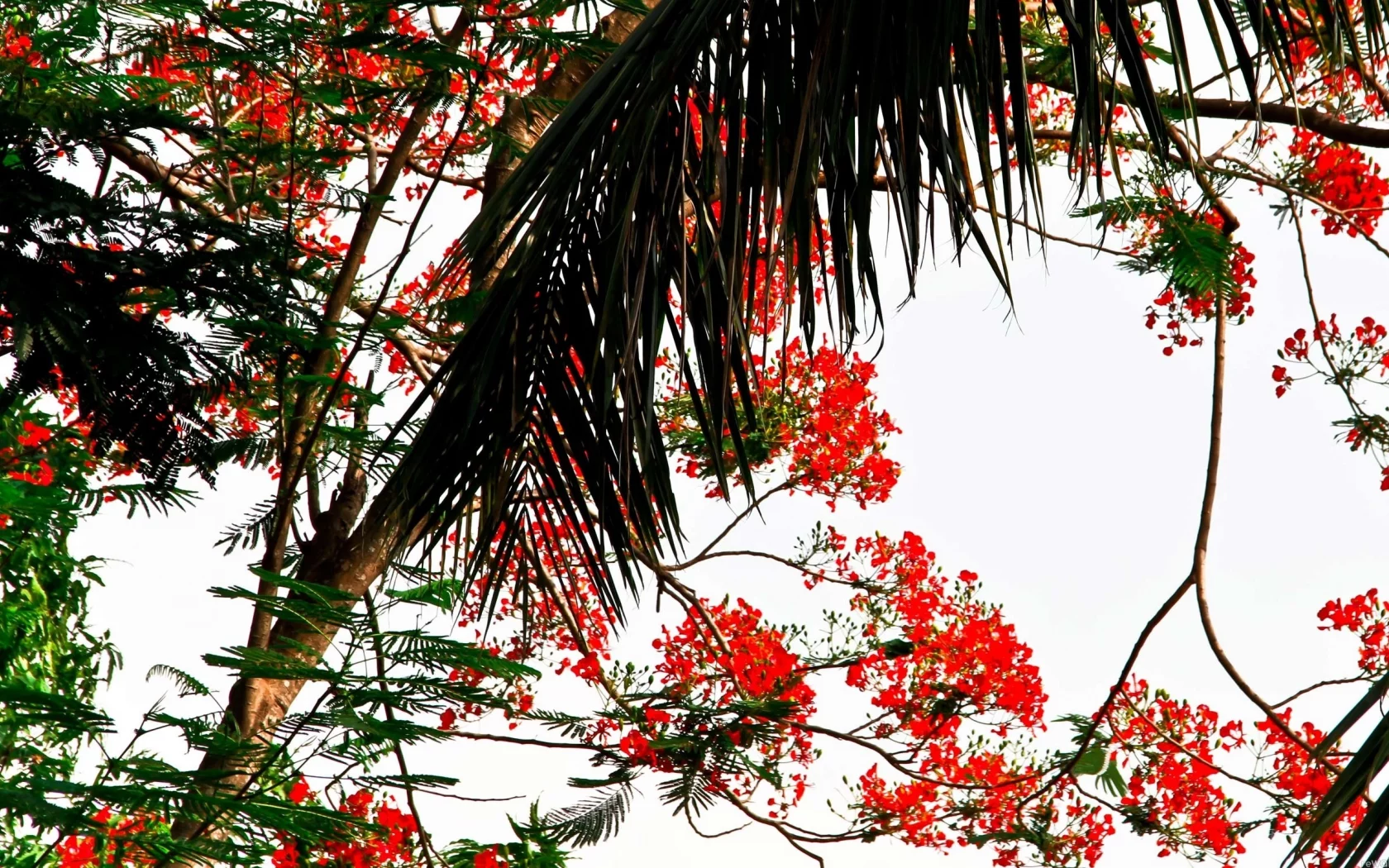 red, nature