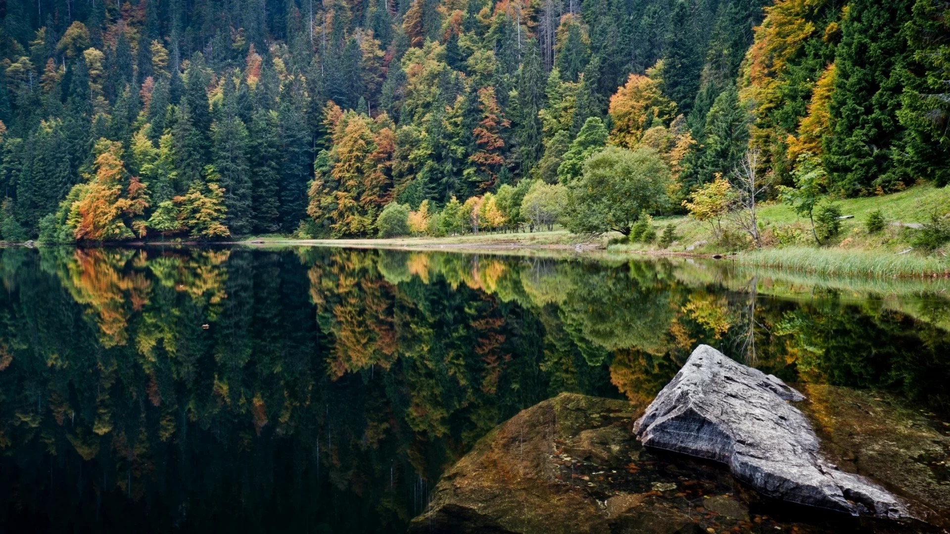 отражение, вода, деревья, лес, пейзаж, озеро, камень, берег, осень