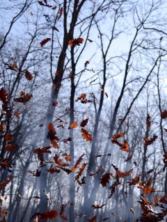 деревья, дым, осень, листья