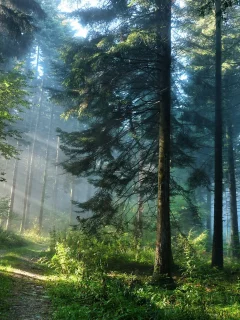 зелень, природа, лес, деревья