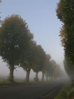 аллея, дорога, дороги, природа, пейзажи, красивые обои для рабочего стола