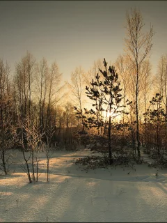 снег, деревья, зима, солнце, закат