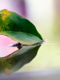 макро, листик, отражение, вода