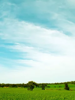 луна, трава, небо, зелень