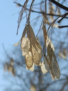 Ветка, природа