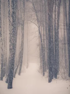 лес, зима, мрачный