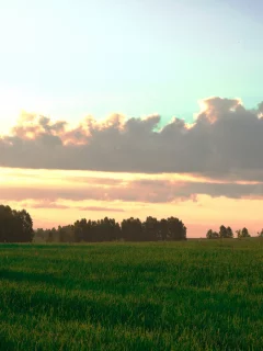 закат, трава, поле