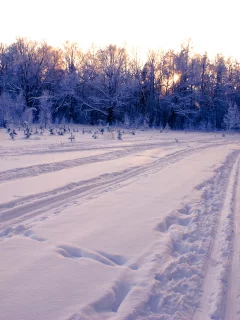 лес, дорога, вечер