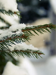 ветка, елка, макро, снег
