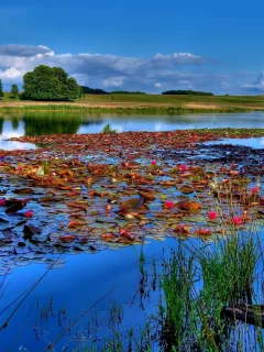 водоем, кувшинки